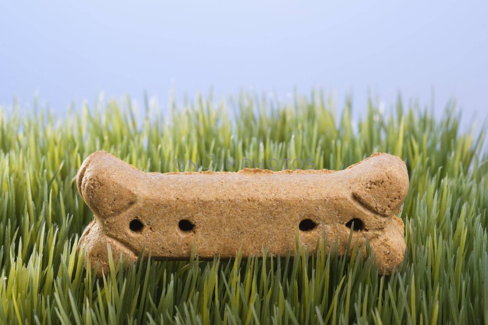 Studio shot of a dog treat laying in grass.