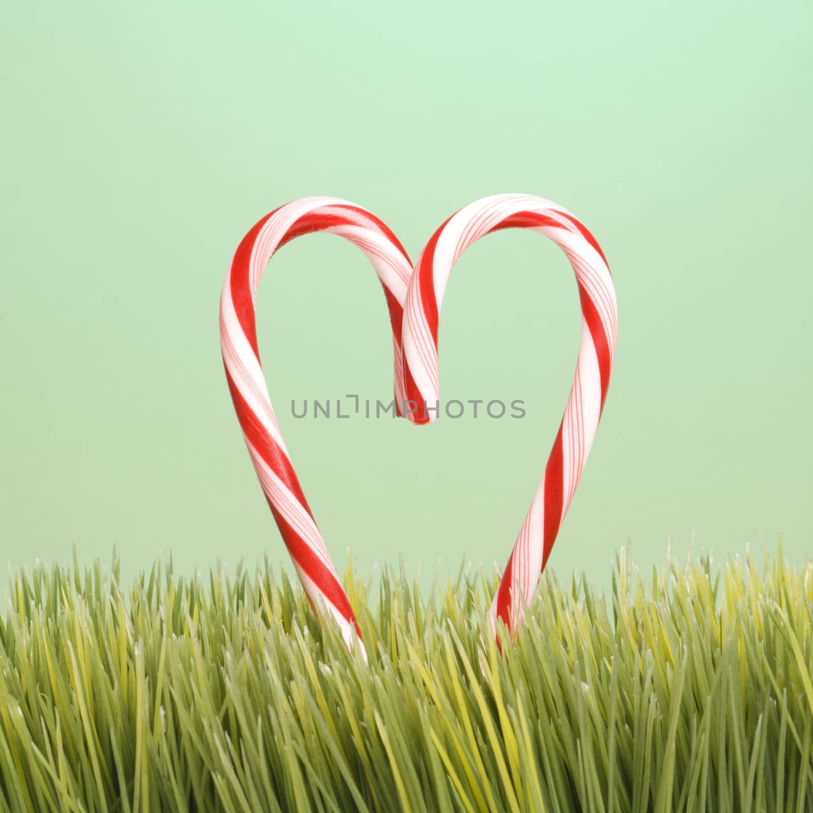 Still life of two upright candy canes forming a heart in the grass.