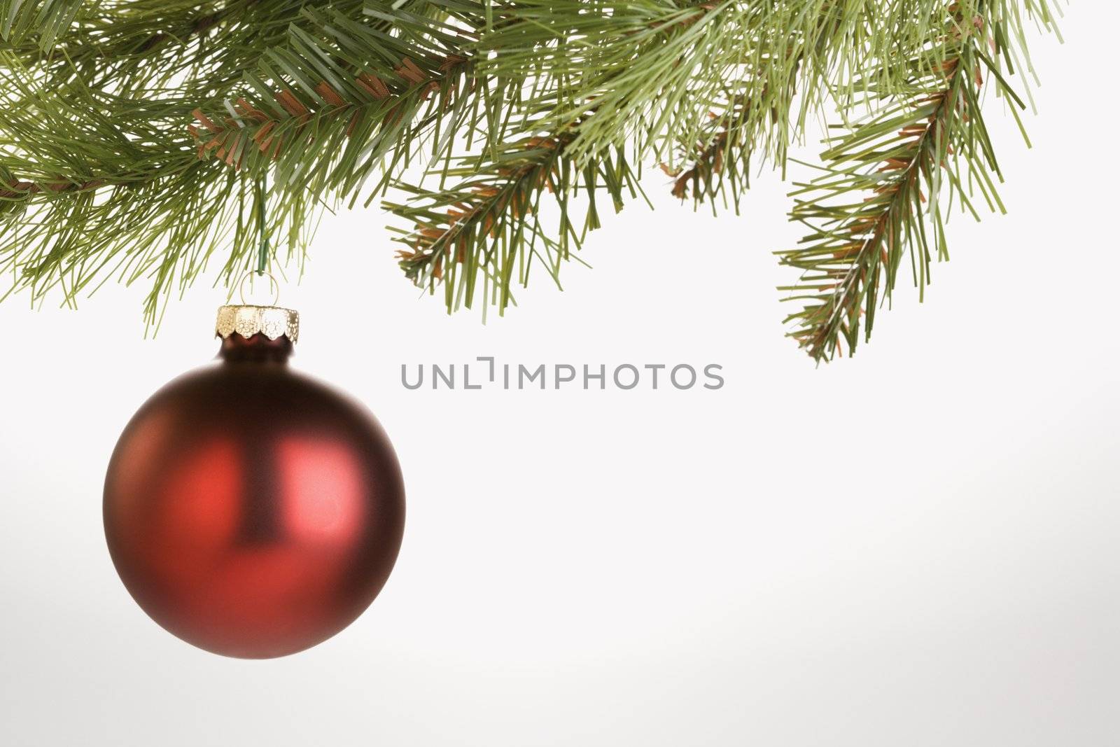 Still life of round red Christmas ornament hanging from pine branch.