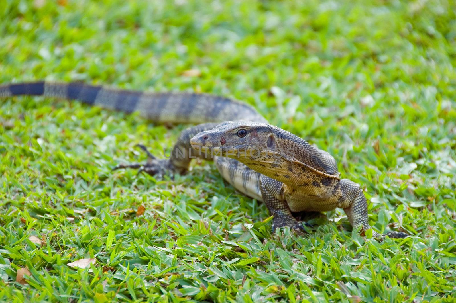 monitor lizard