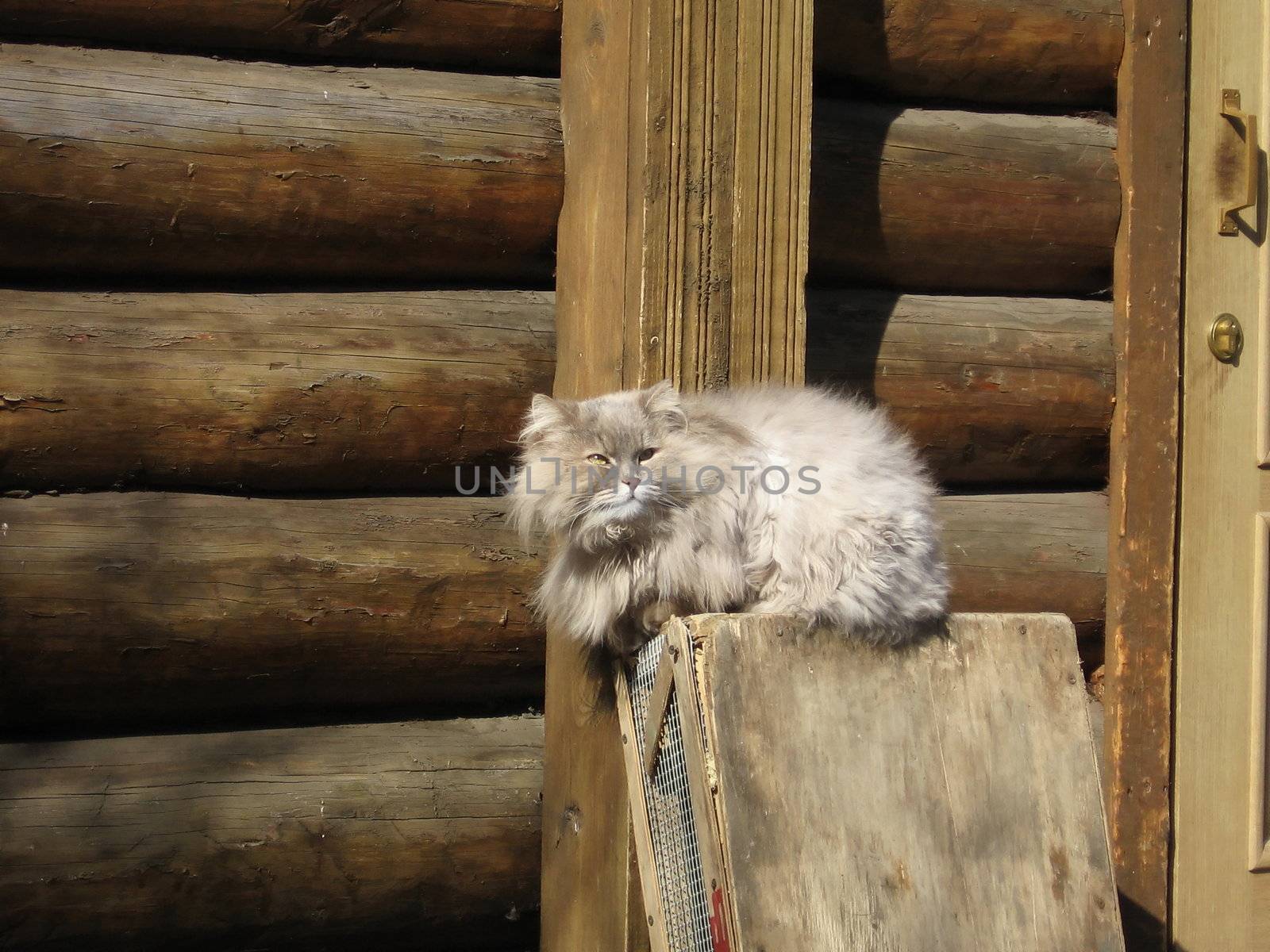 Cute cat sits on a wood house background