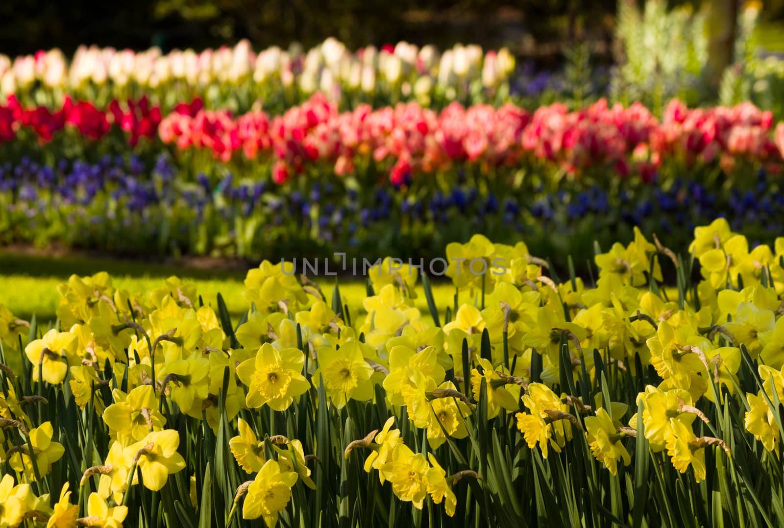 Yellow daffodils and tulips in park in spring