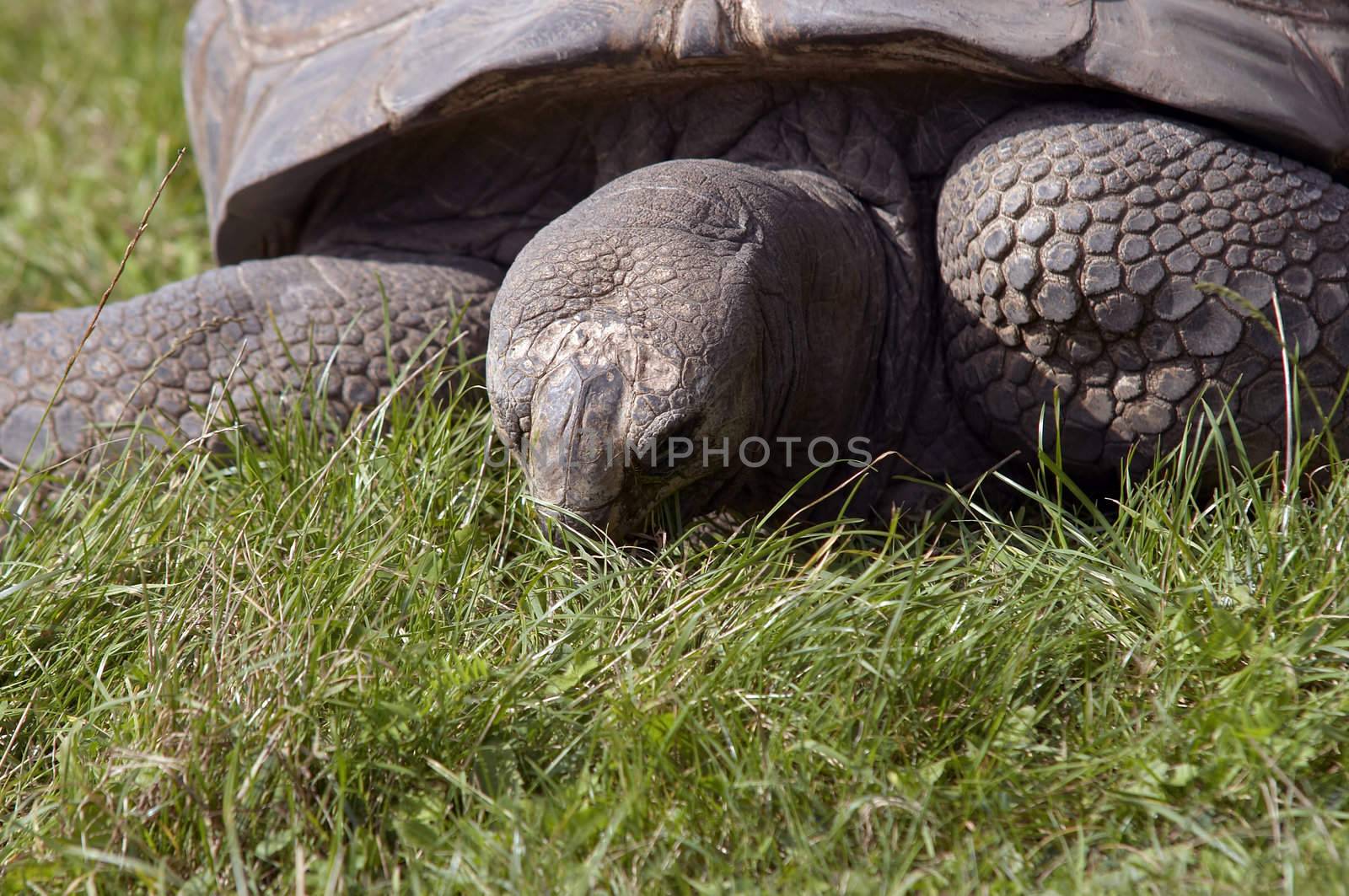 Shot of the giant tortoise