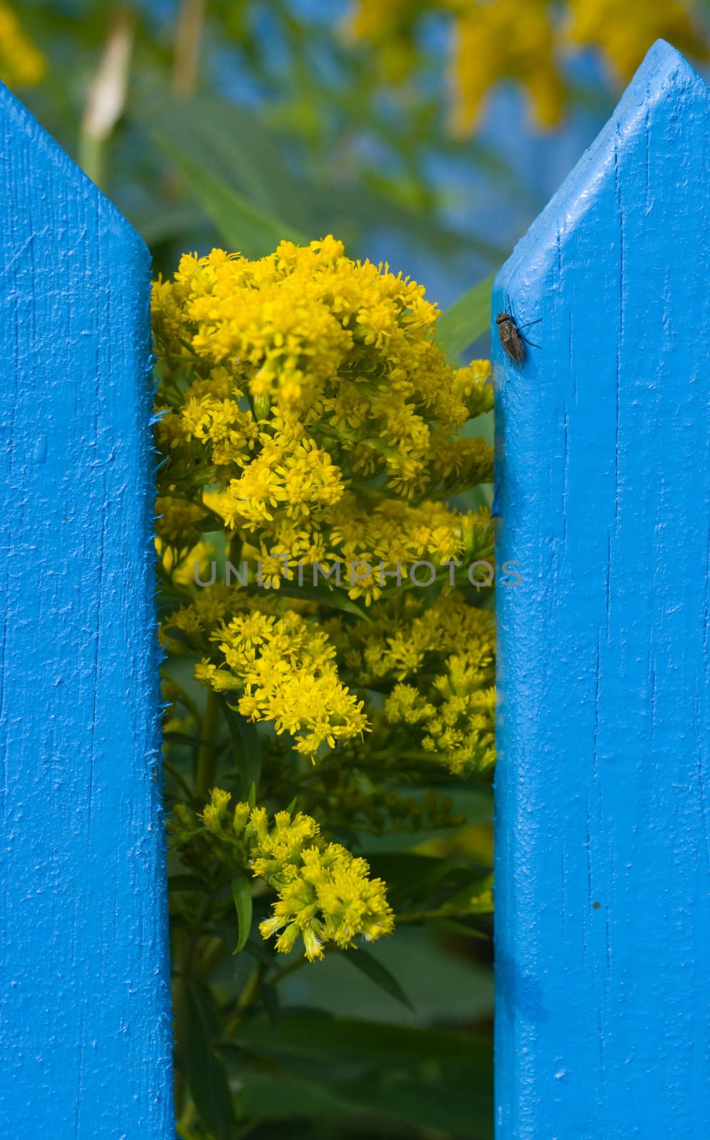 The image of the fly sitting on a fence