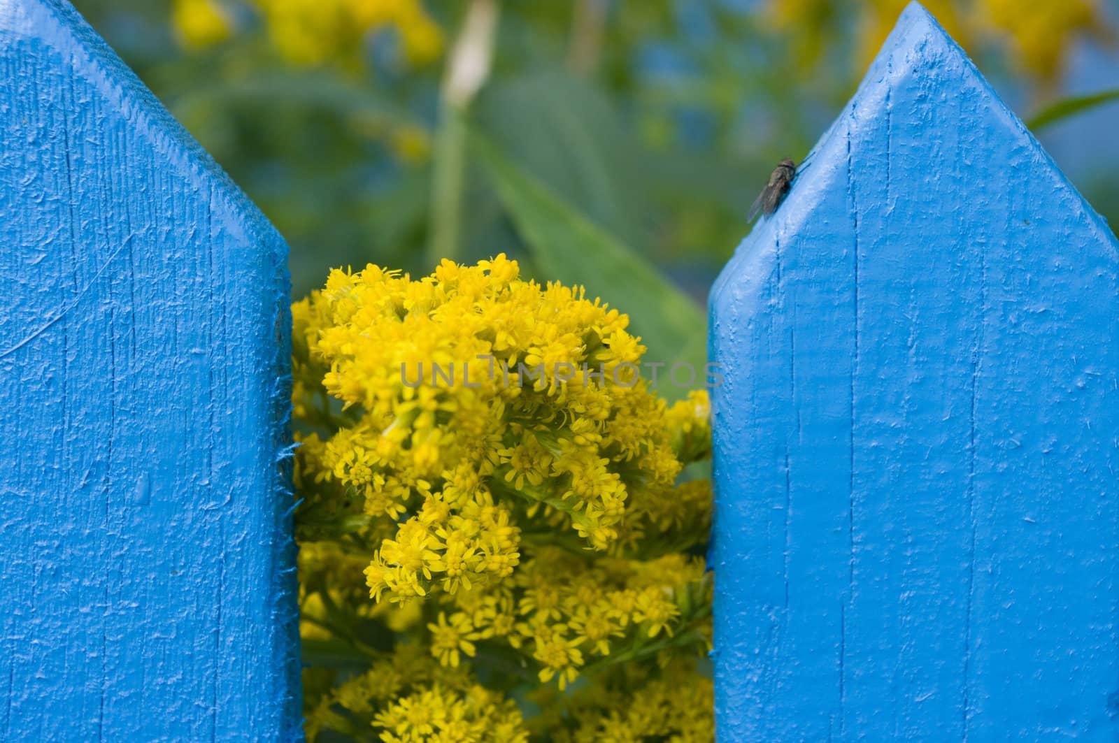 The image of the fly sitting on a fence