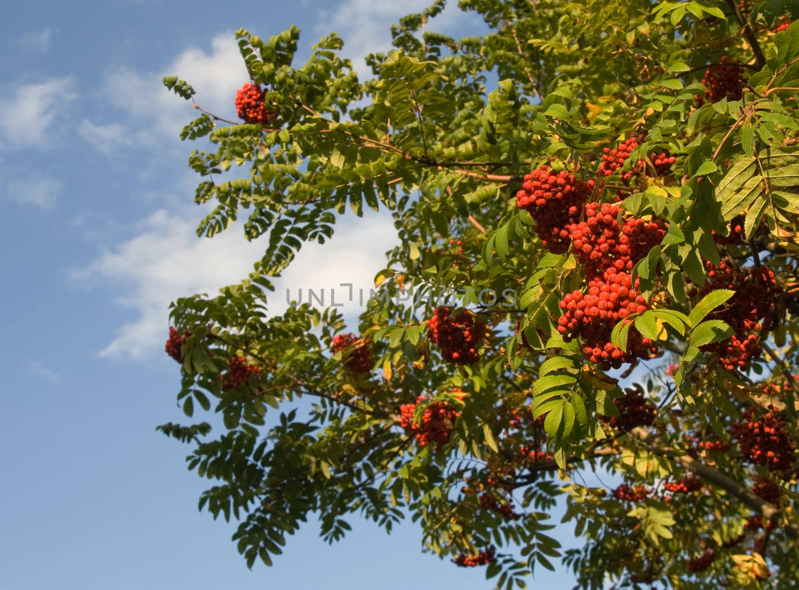 Bunch of mountain ash with red berry over blue sky background