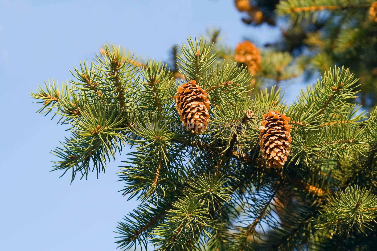 Fur-tree branches with cones over blue sky 