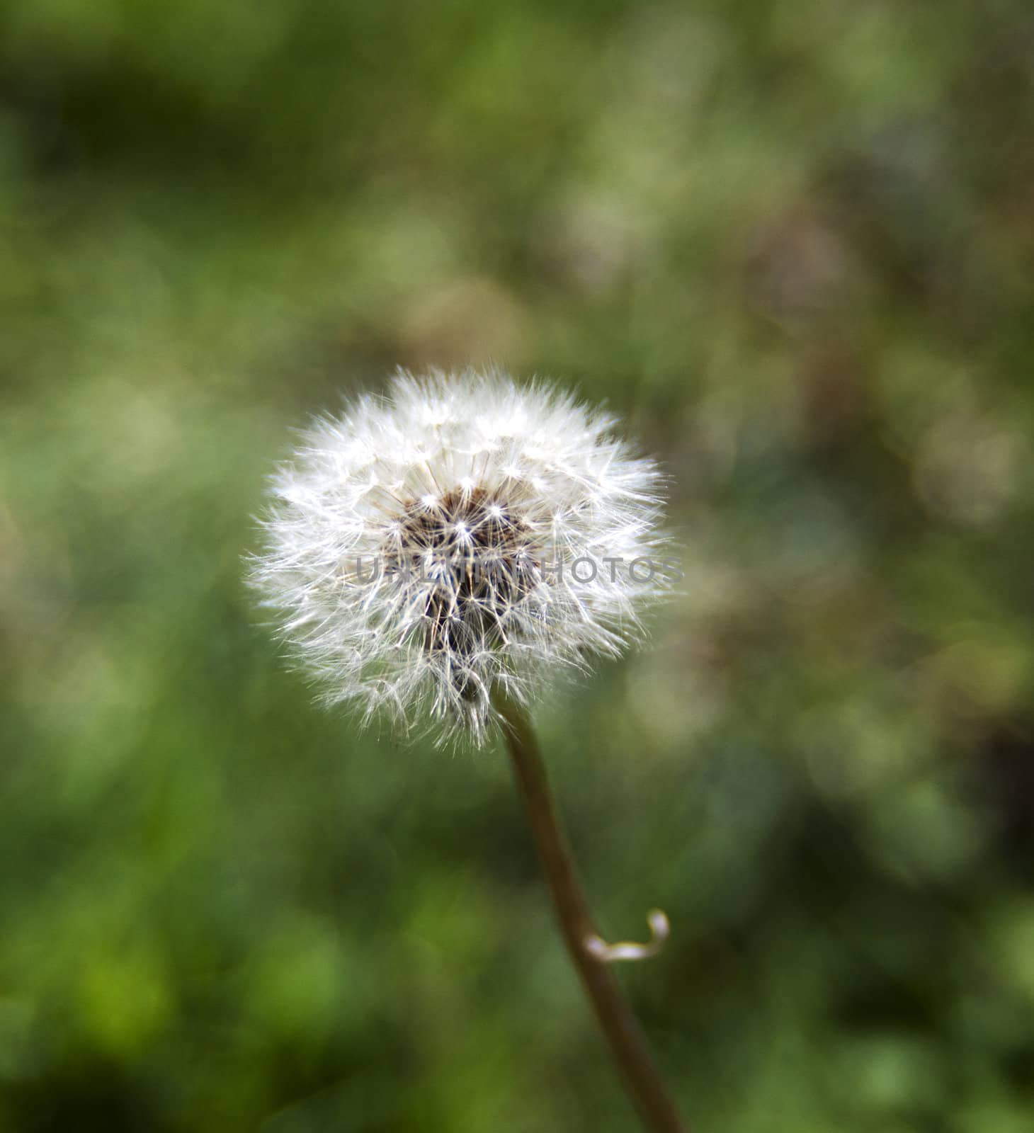 Closeup of a dandelion, over a blurry green background