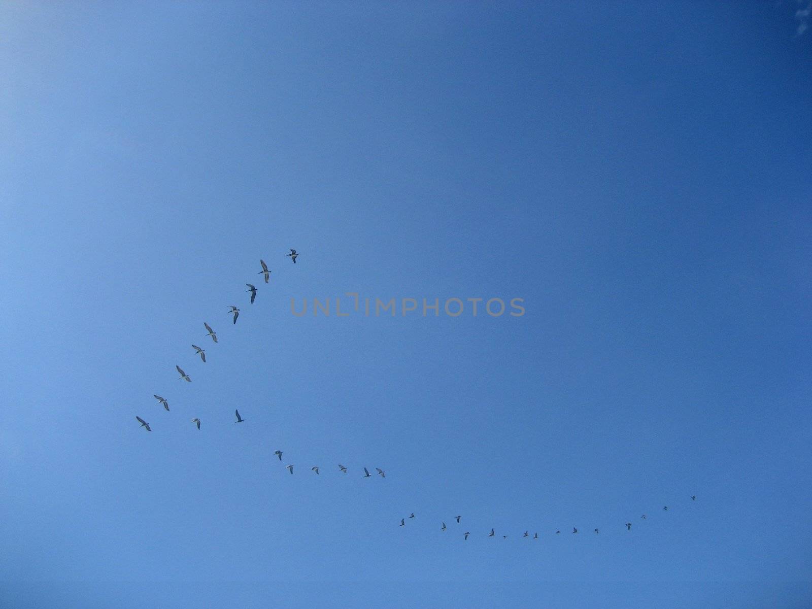 A flock of pelicans flying in V formation
