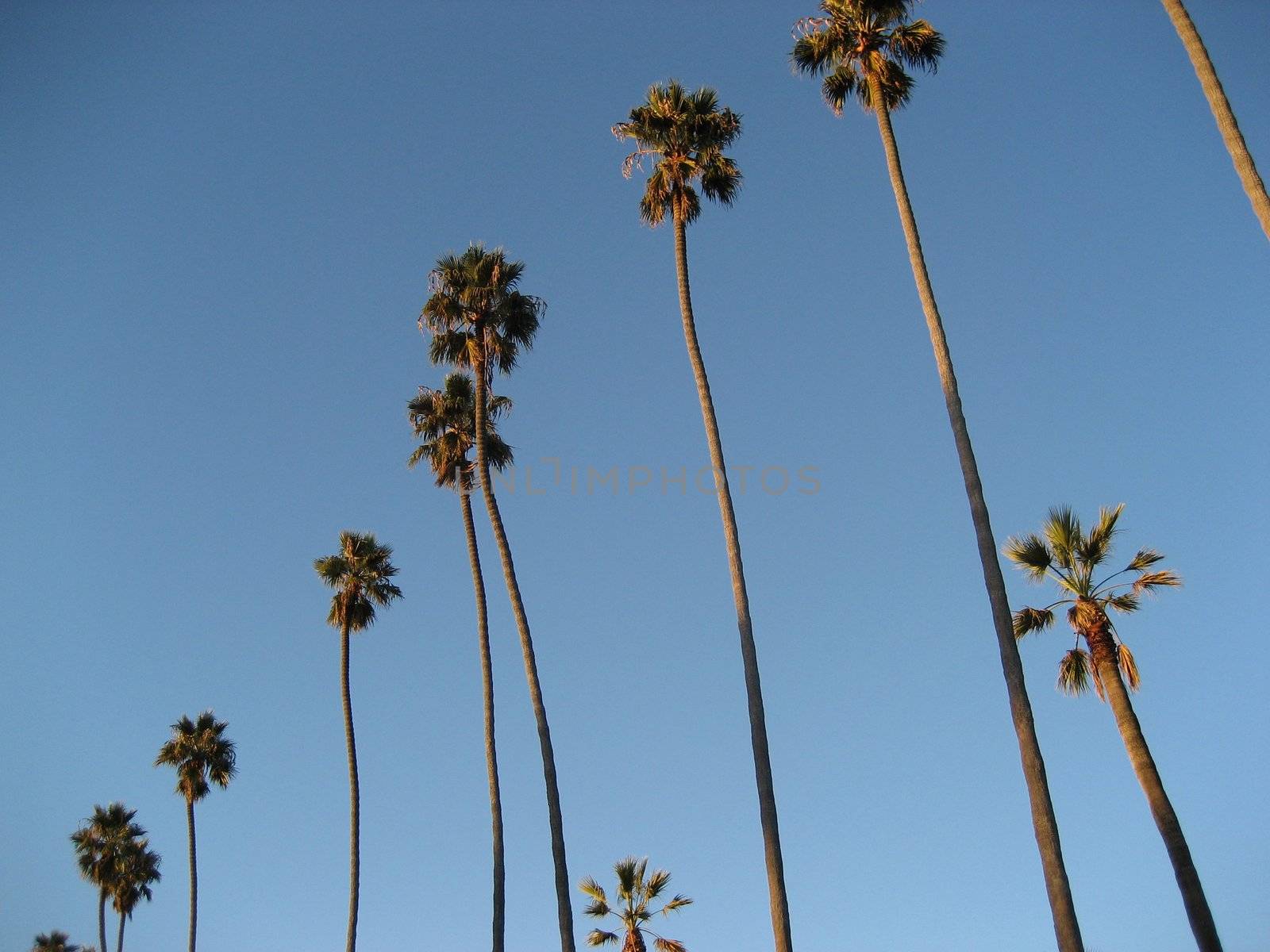 A row of palm trees in Beverly Hills against blue sky
