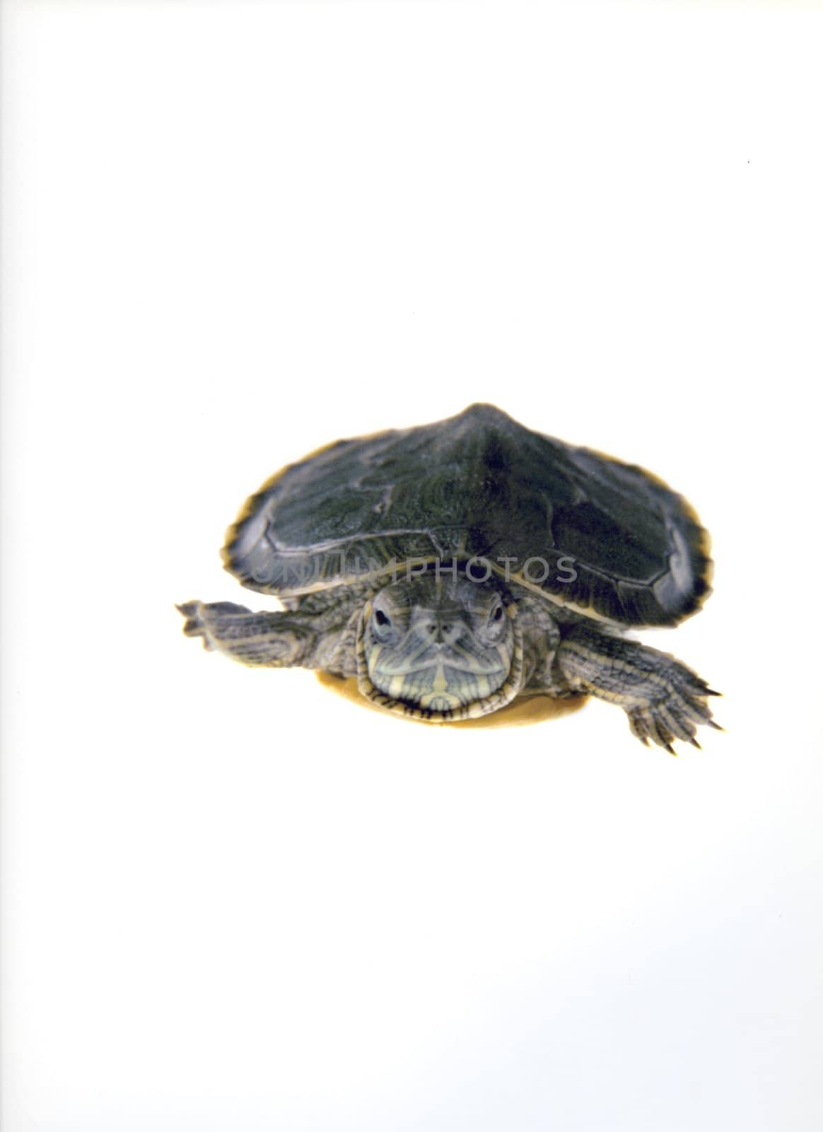 One turtle walking on white background
