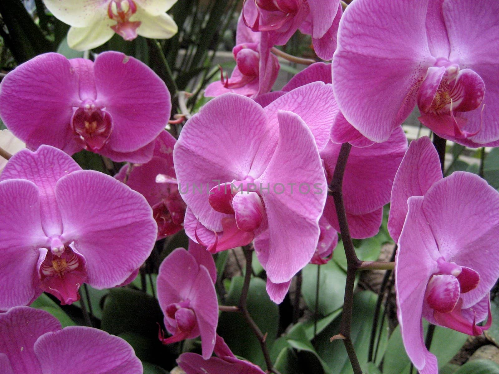 Garden of purple orchids
