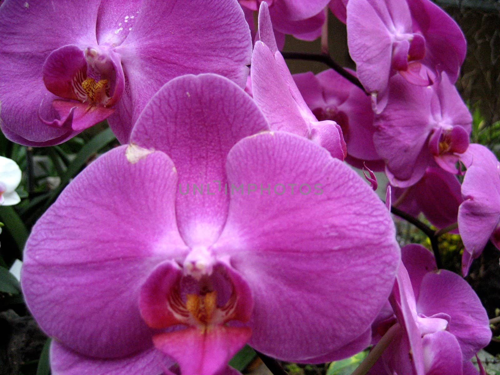 Purple Orchid closeup
