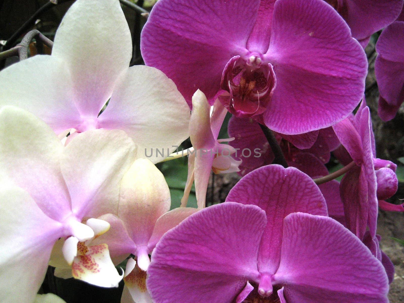 Photo of purple and white orchids together
