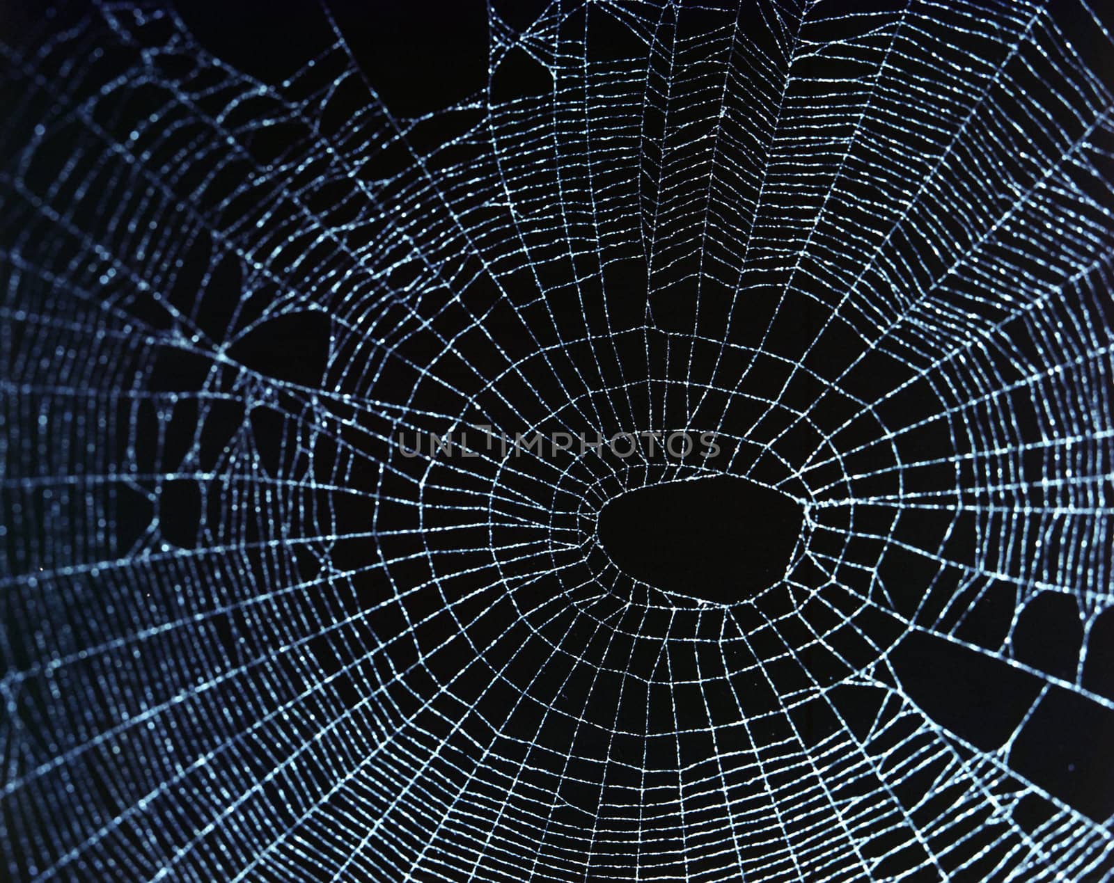 Spider web in darkness.