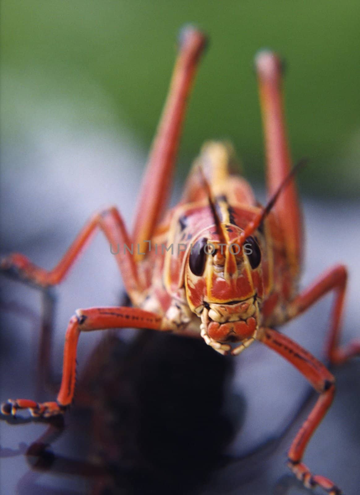 A close up of a red grasshopper in the Florida Keys
