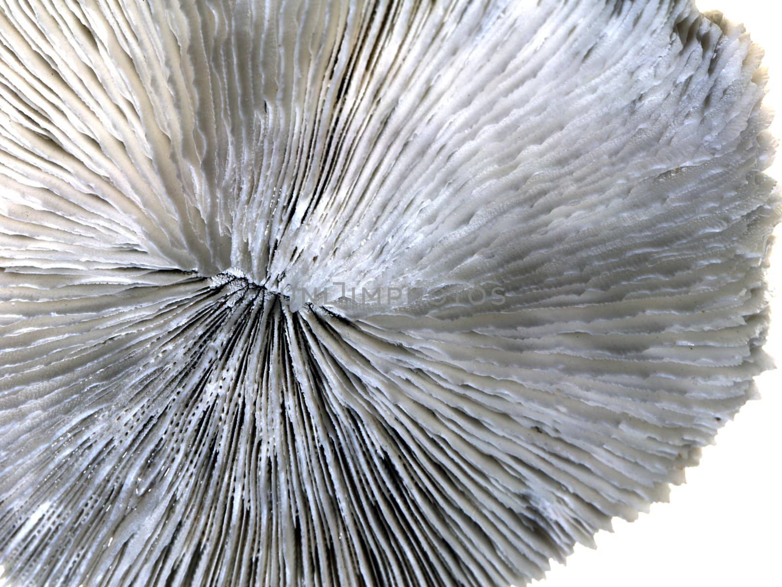Mushroom coral closeup on white 
