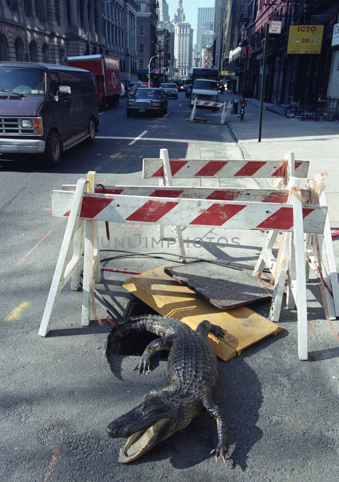 Alligator Roadblock  by DirkWestphal