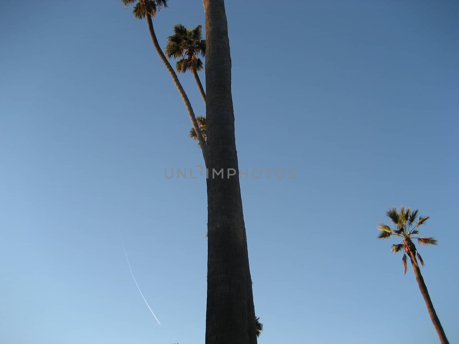 Palm tree against blue sky with plane plume trail
