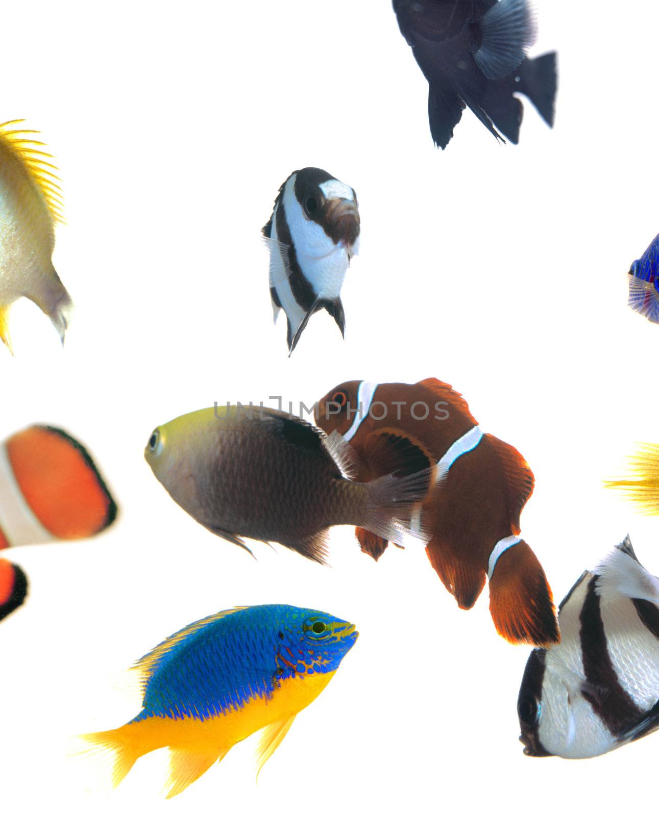 Variety of colorful damselfish on white background
