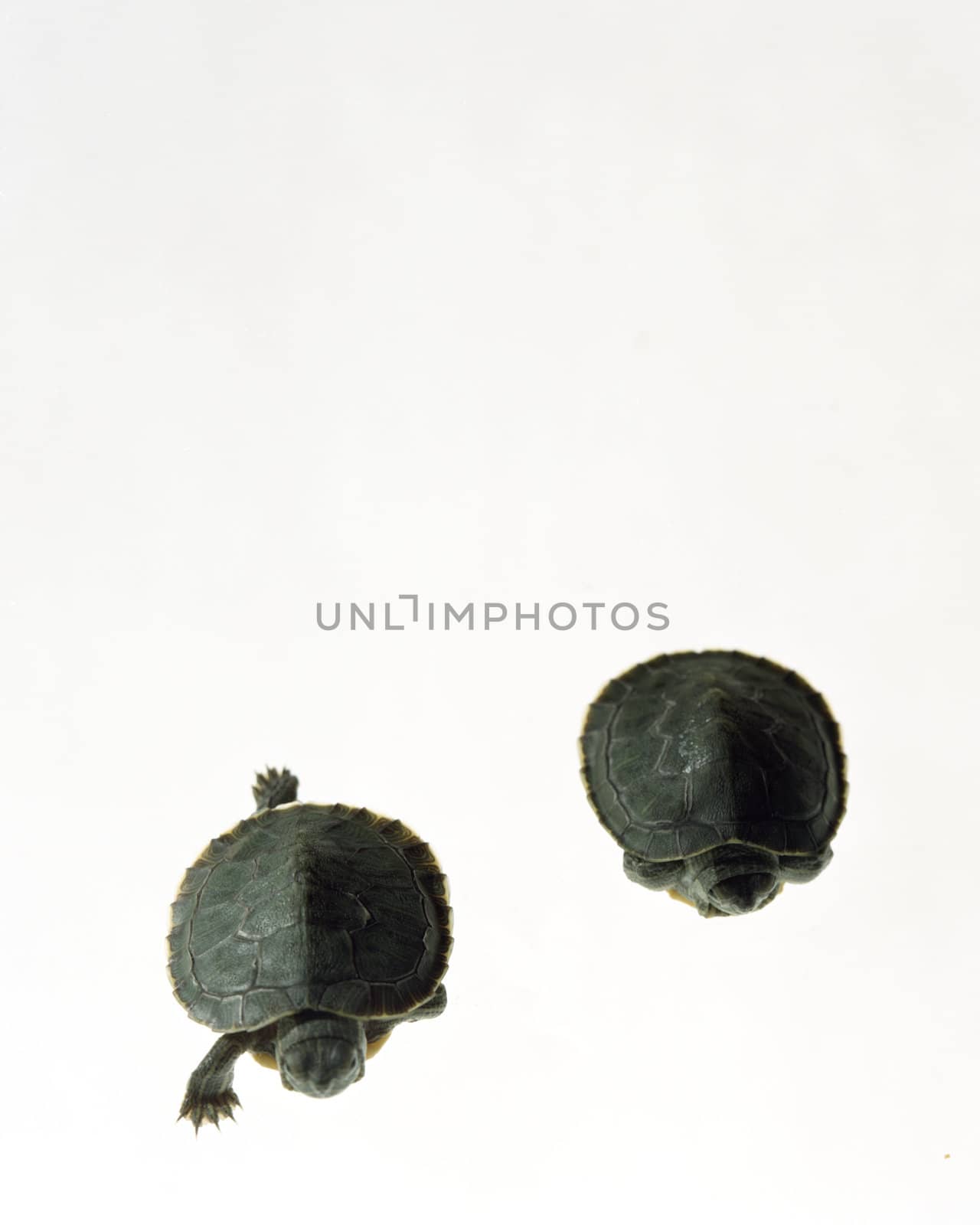 Turtle Buddies  by DirkWestphal