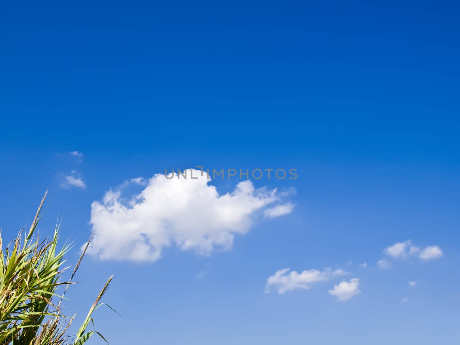 Mediterranean reeds over a deep blue sky with some cloud