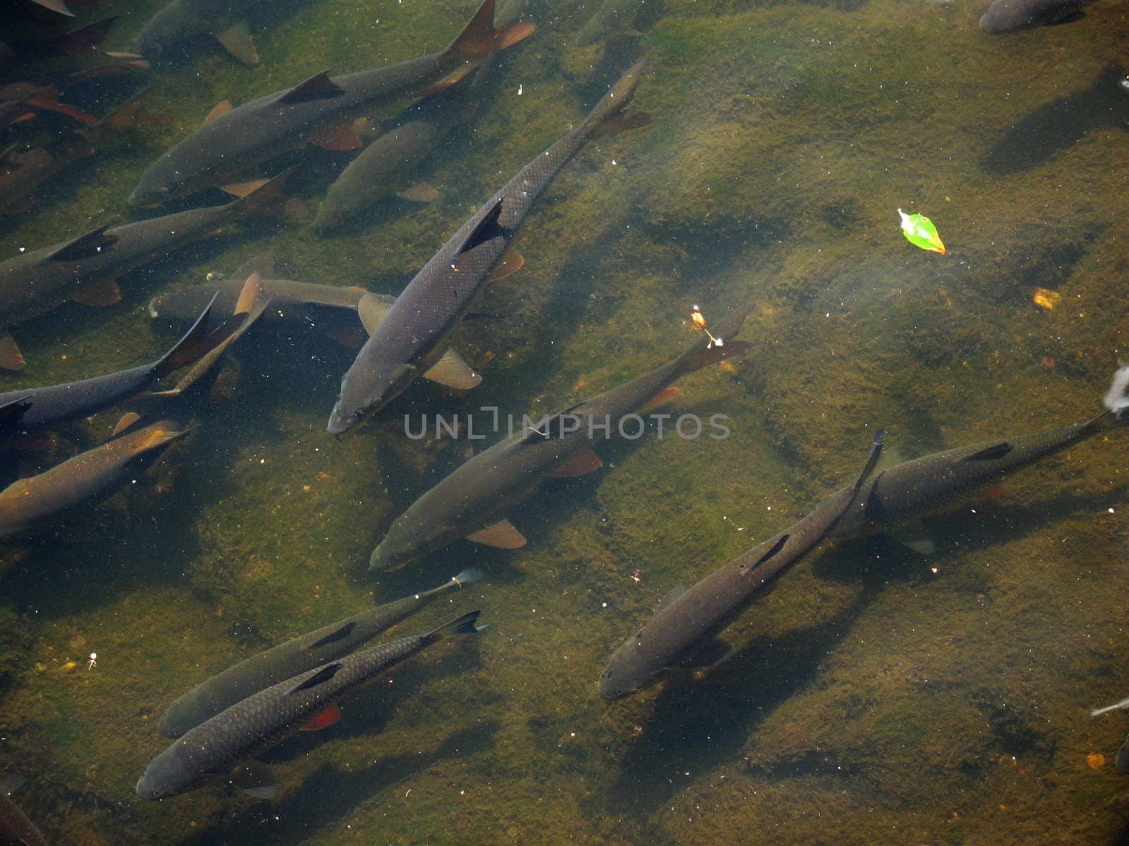 Trouts in mountain river by Vitamin