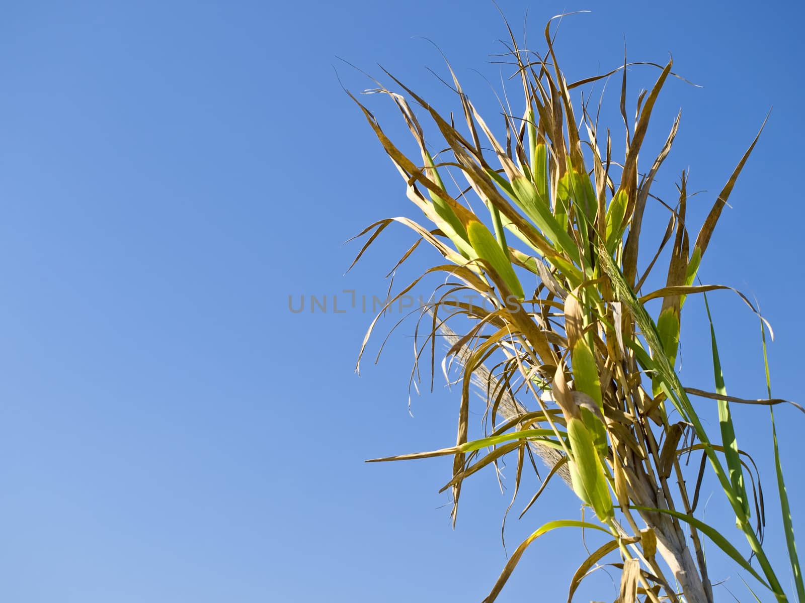 Corn reed against deep blue sky background