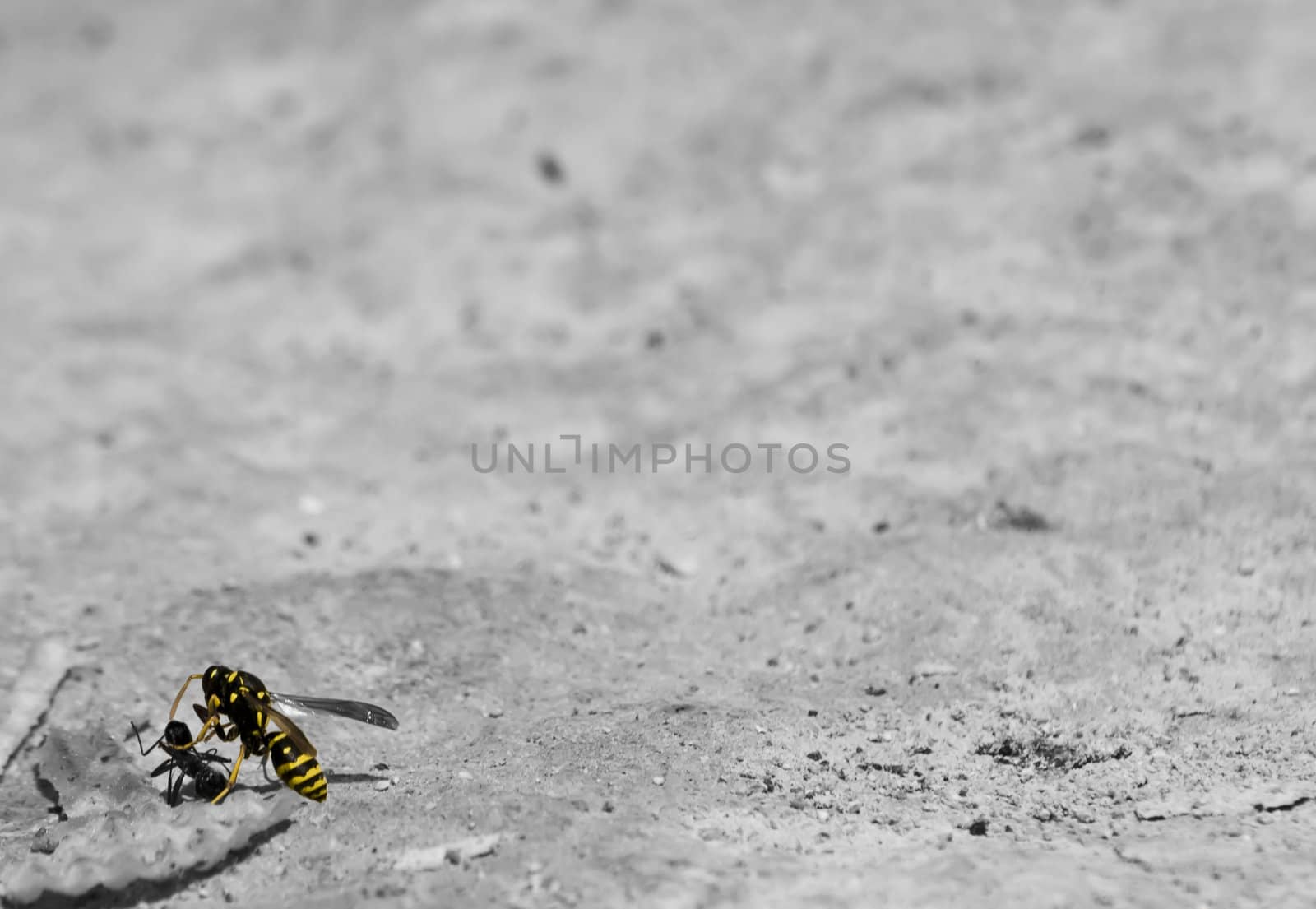 A wasp attacking and killing an ant Part 2