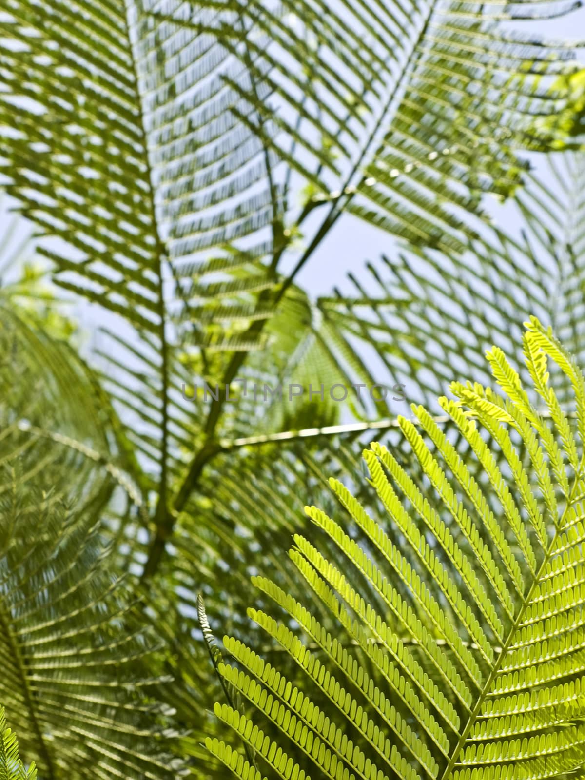 Fern Leaves by PhotoWorks