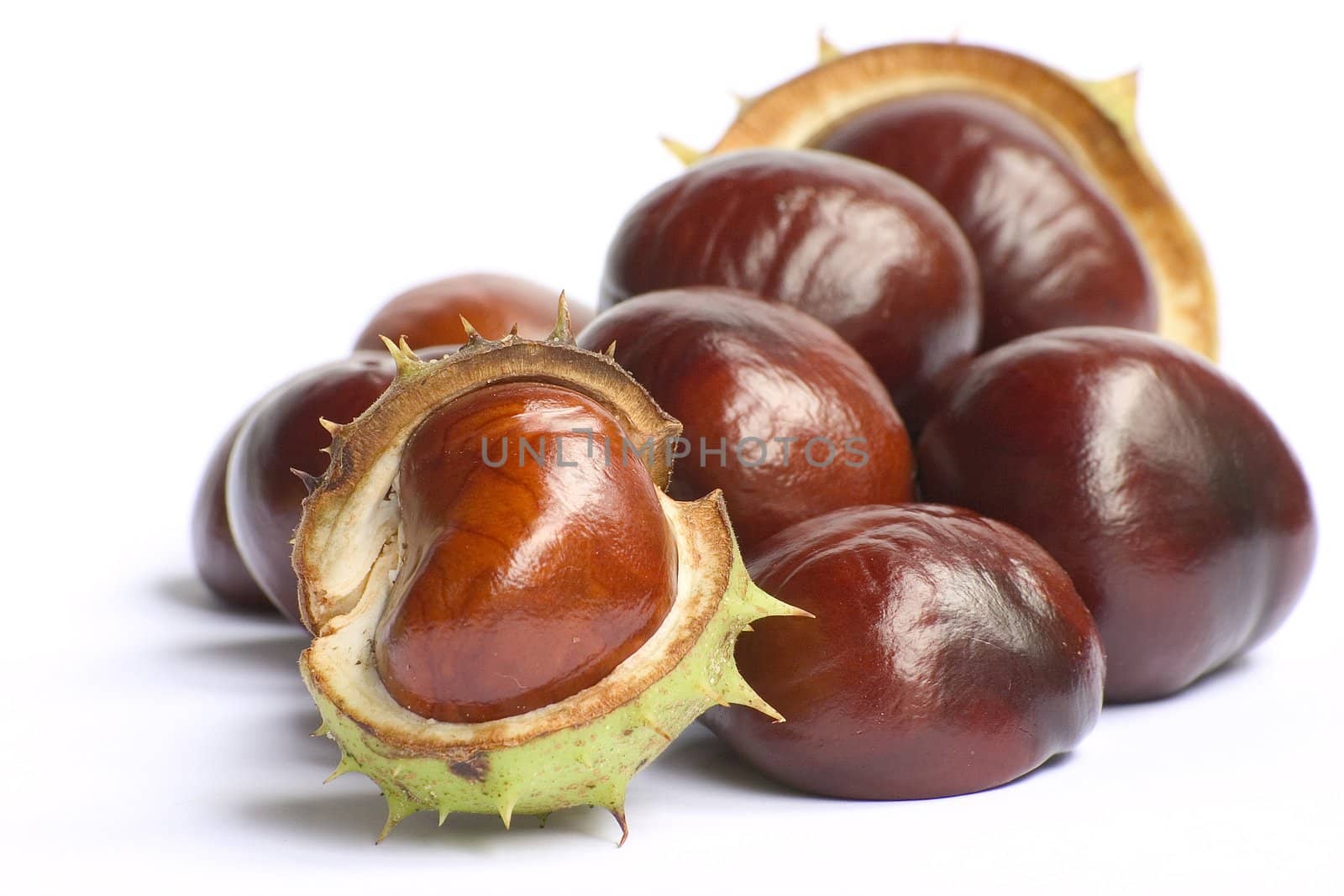 chestnuts isolated  by miradrozdowski