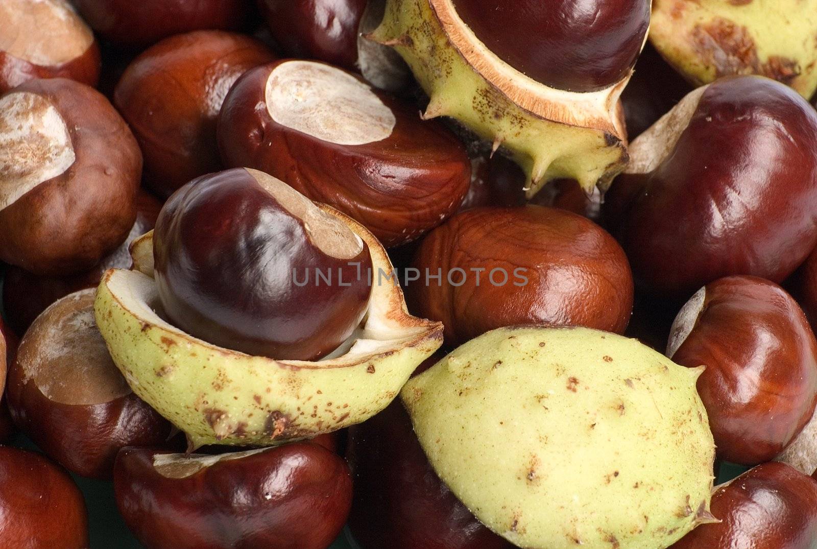 Large group of conkers all grouped together