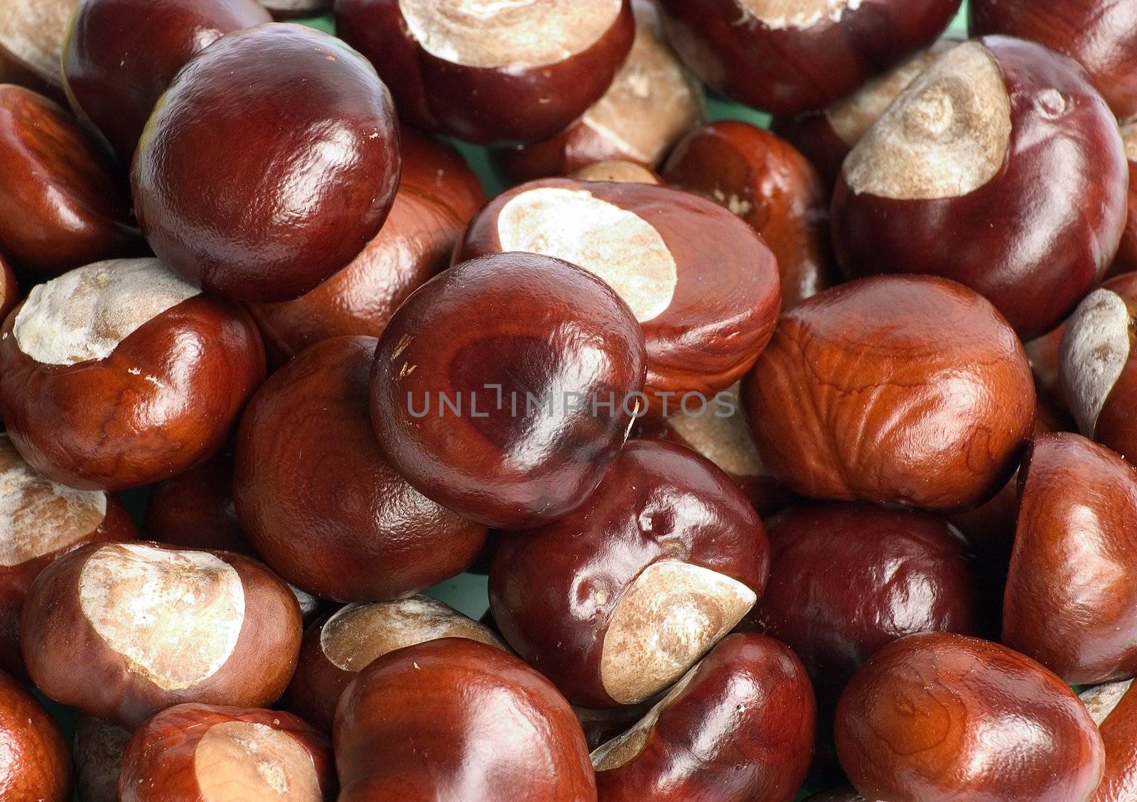 Large group of conkers all grouped togethe
