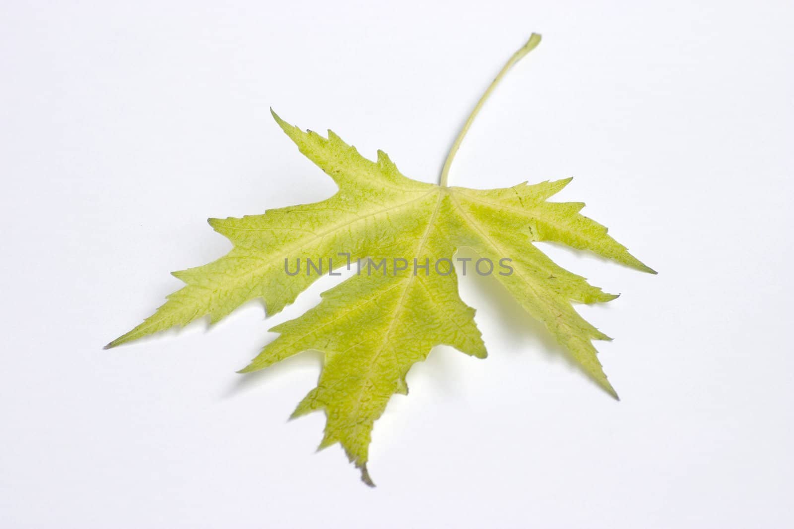 leaf by miradrozdowski