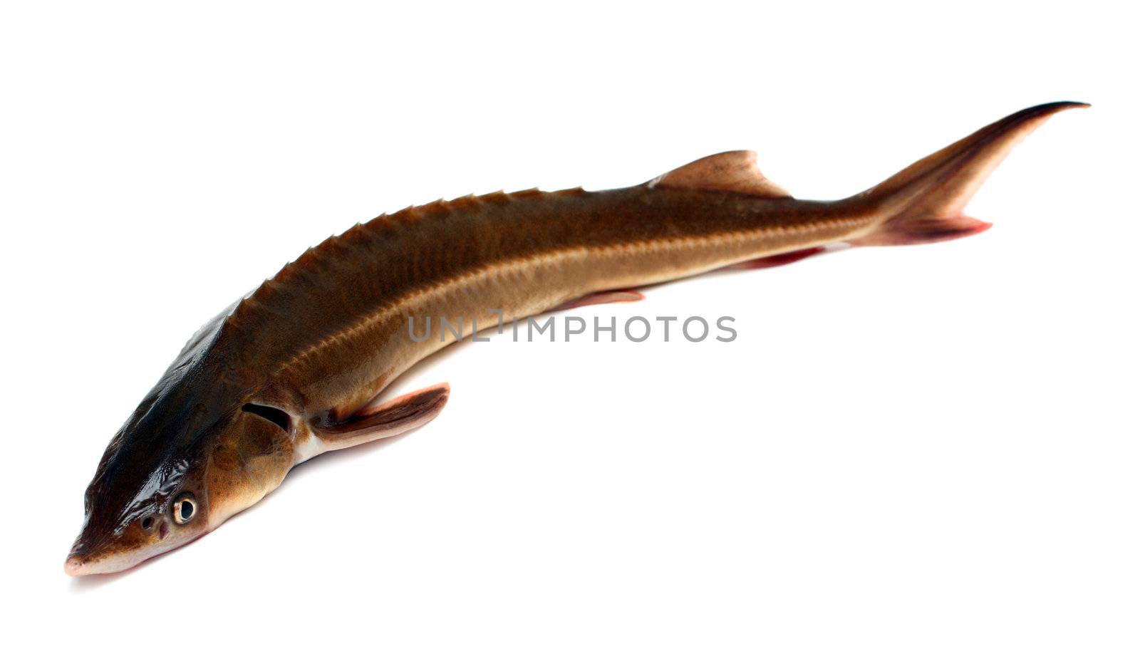 russian sturgeon isolated on white