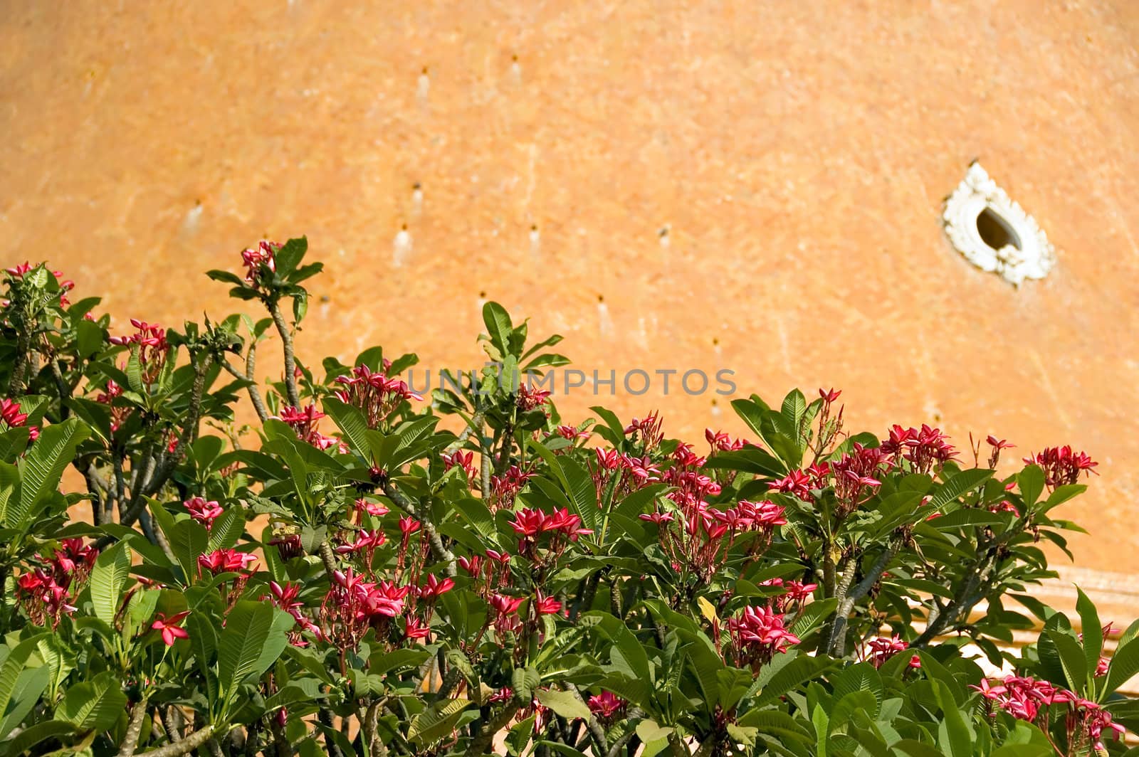 flowers against temple