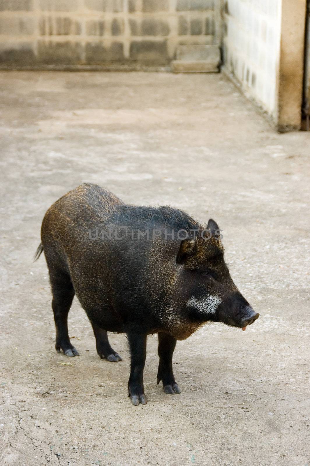wild boar by jsompinm