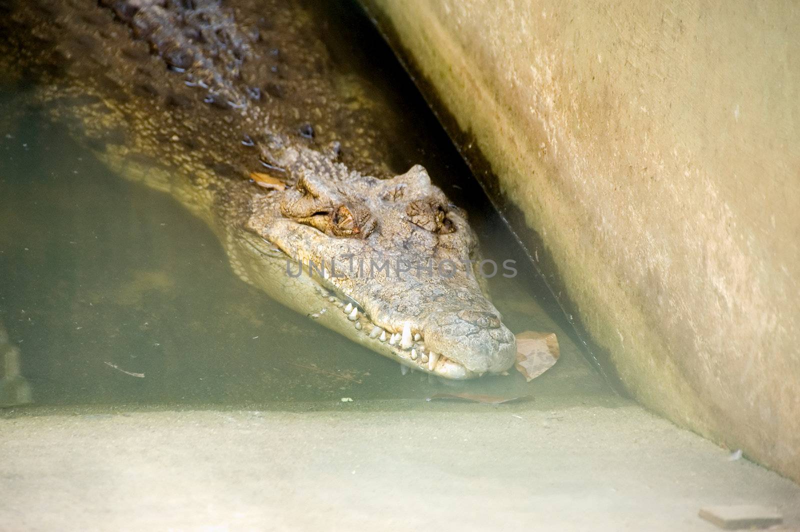 crocodile by jsompinm