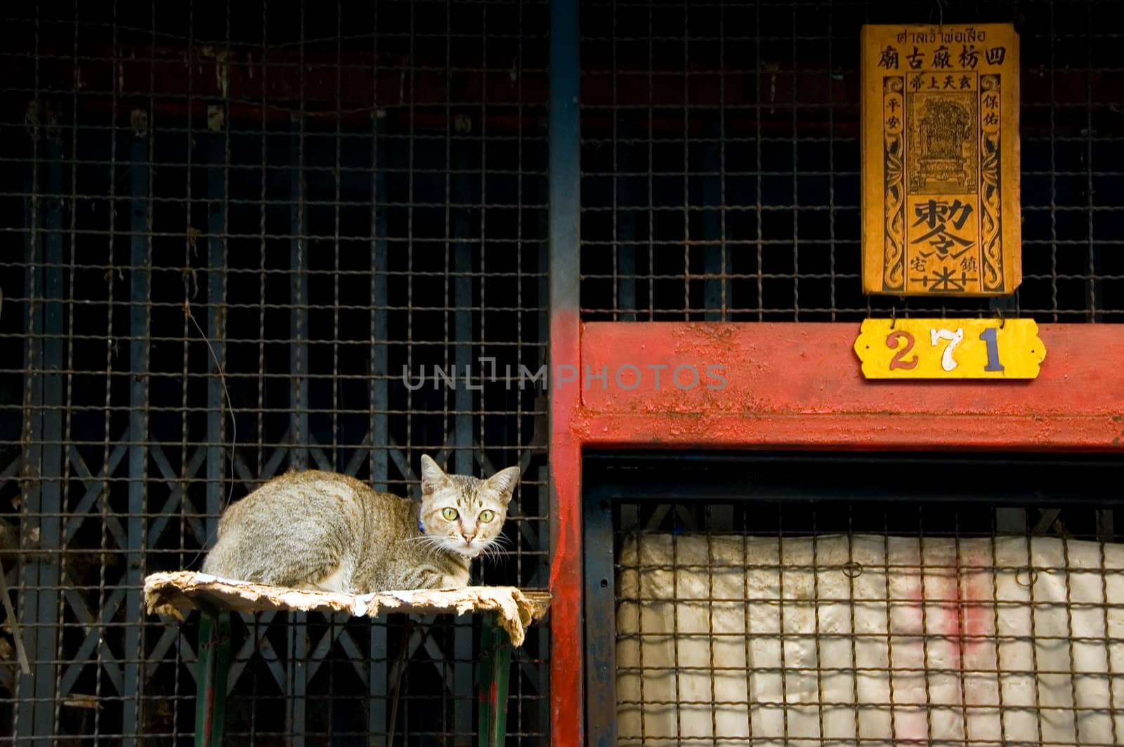 sitting cat by jsompinm