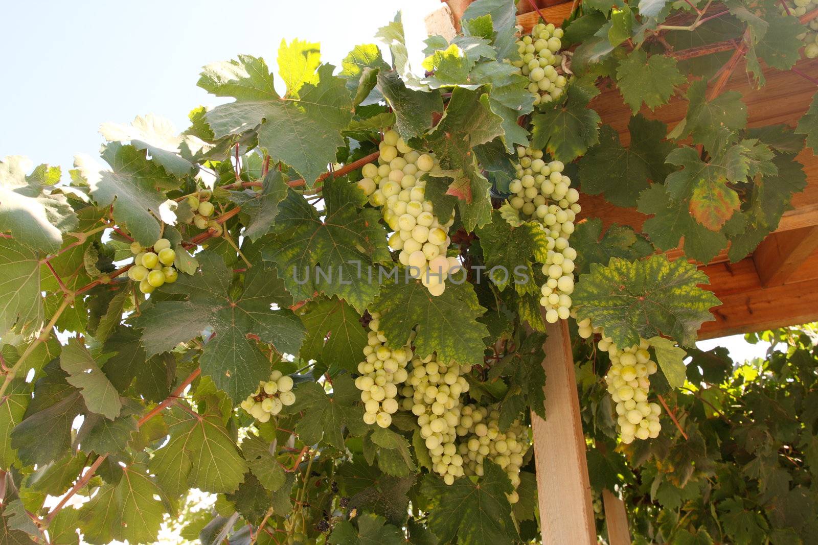 A large bunch of grapes on the island of Crete. Greece