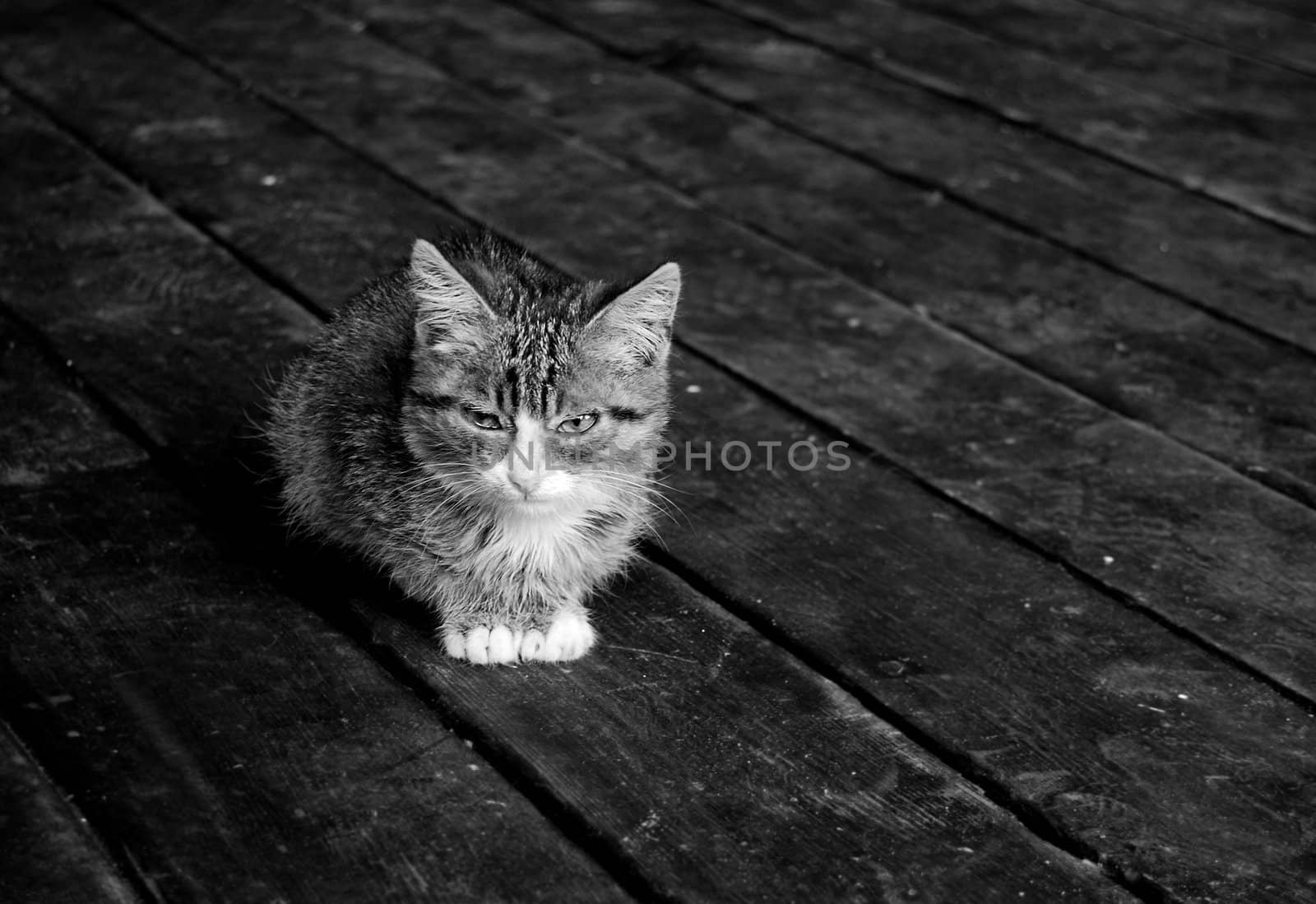 cute kitten sitting on wooden floor, black and white image