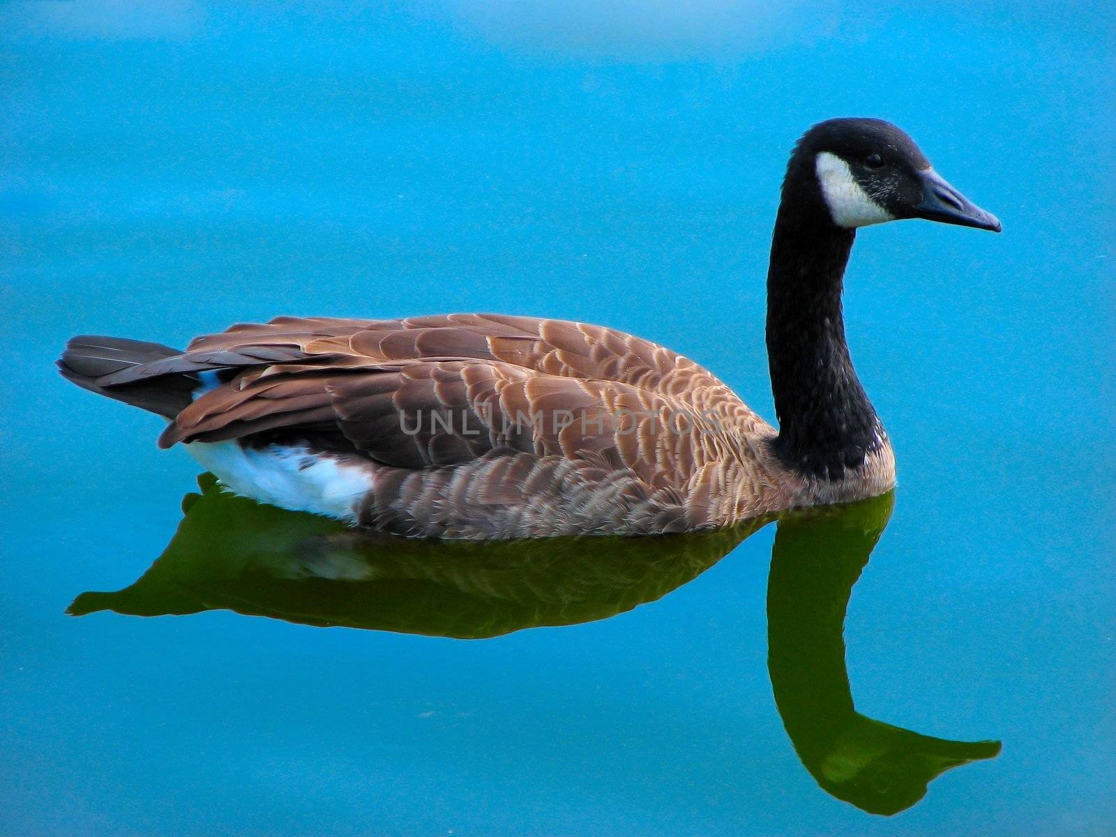 Goose in the blue water, summer, sky