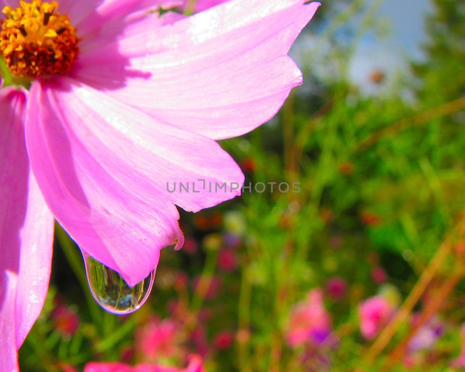 pink flower and drop by vadimone