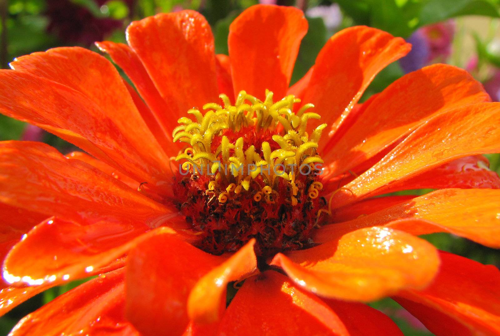 orange flower and yellow stamens, summer beauty