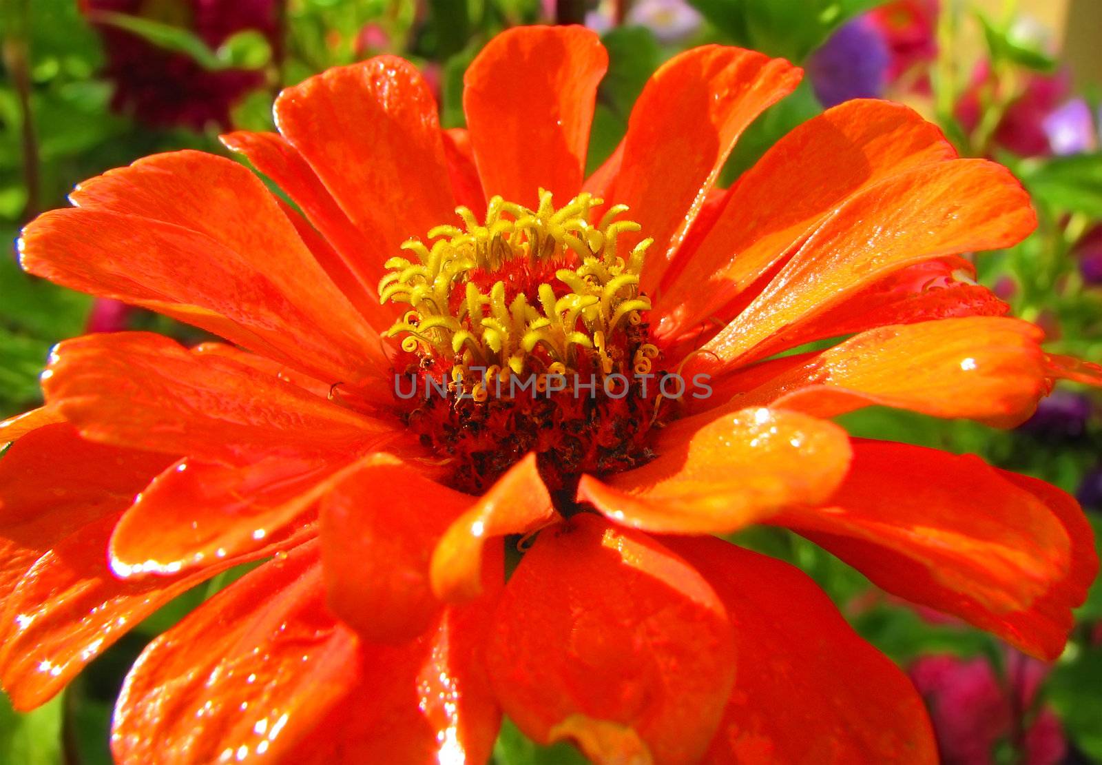 orange flower in the green garden, summert beauty