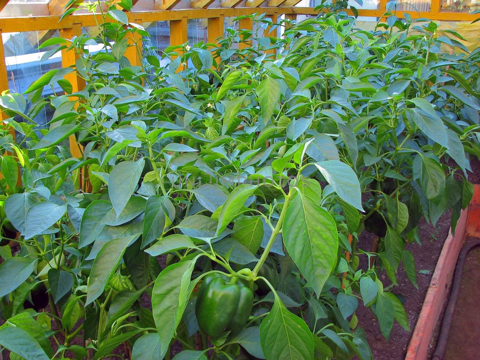 lot of green pepper plants in the greenhouse