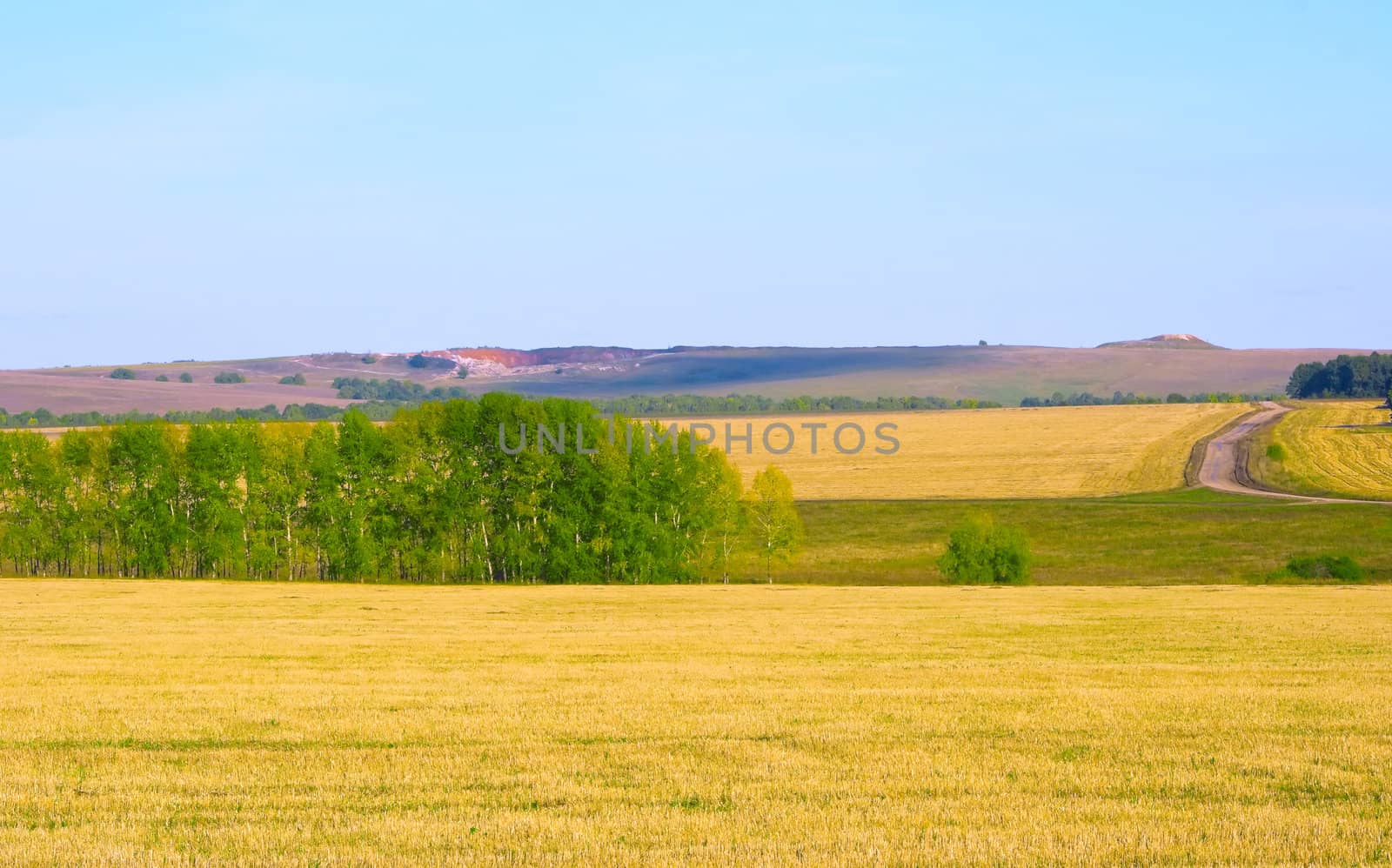 Autumn landscape with yellow fields and green wood