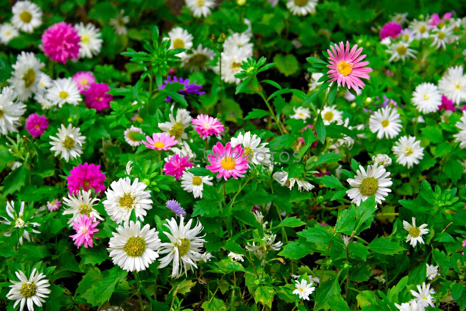 Field of flowers pink and white colors. A background