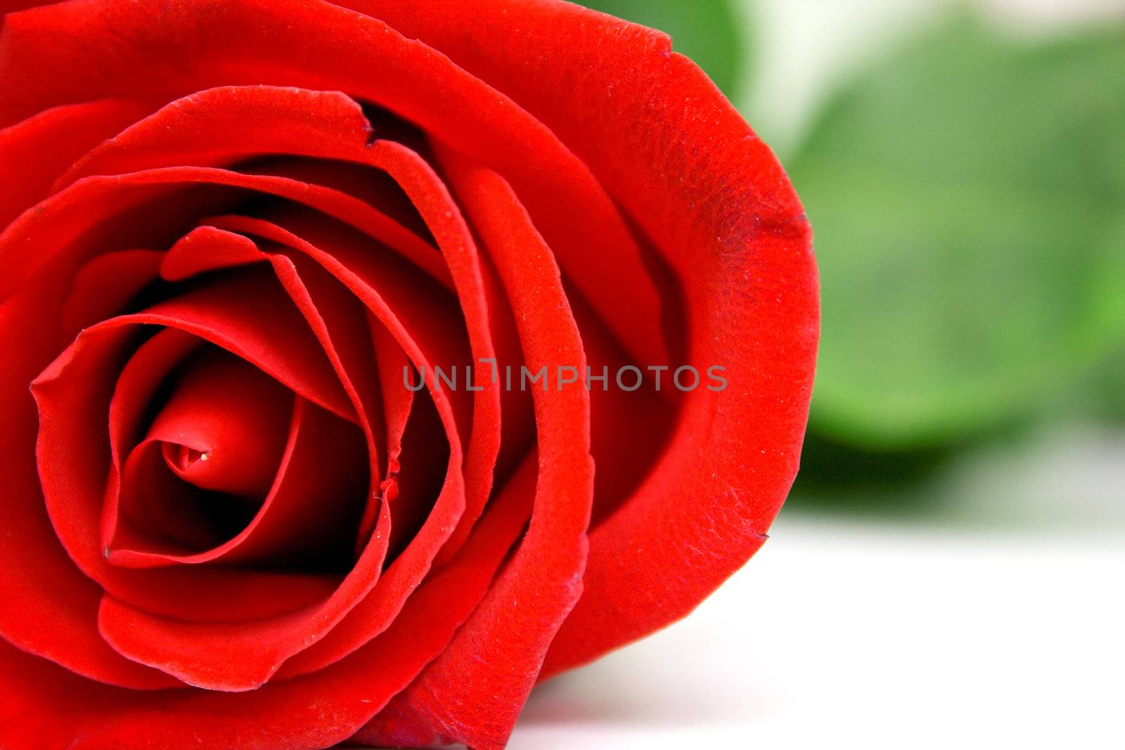 Red rose with green leaves. Isolation on white background. Shallow DOF