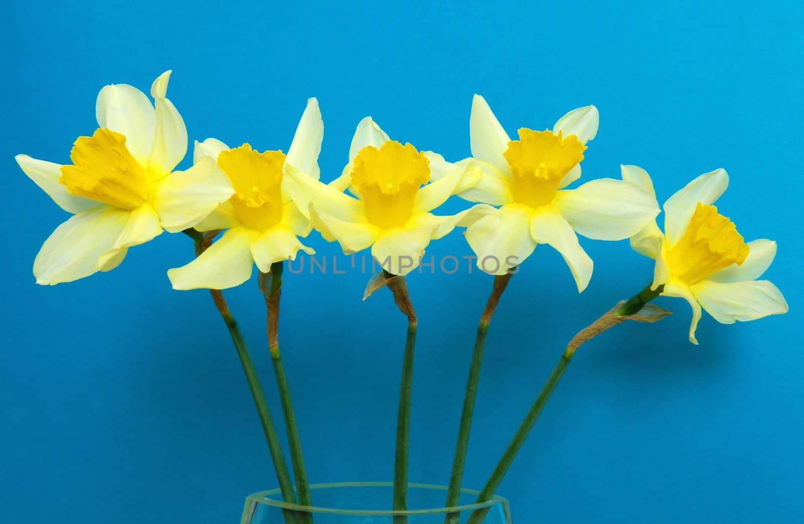 Spring jonquils on the blue background